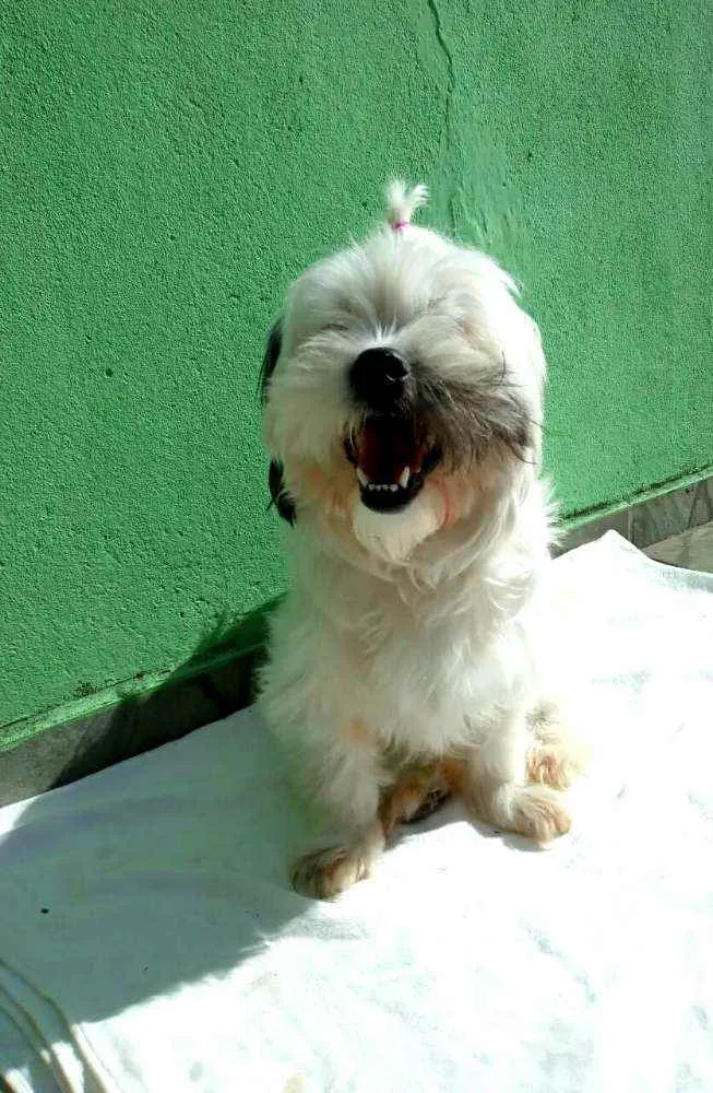 Cachorro ra a Lhasa Apso  idade 2 anos nome Belinha 