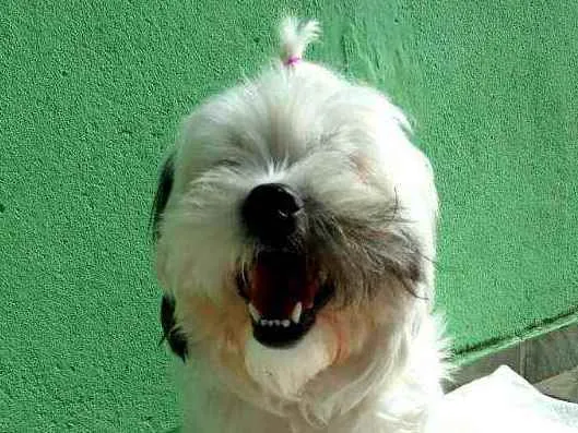 Cachorro ra a Lhasa Apso  idade 2 anos nome Belinha 