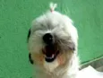 Belinha