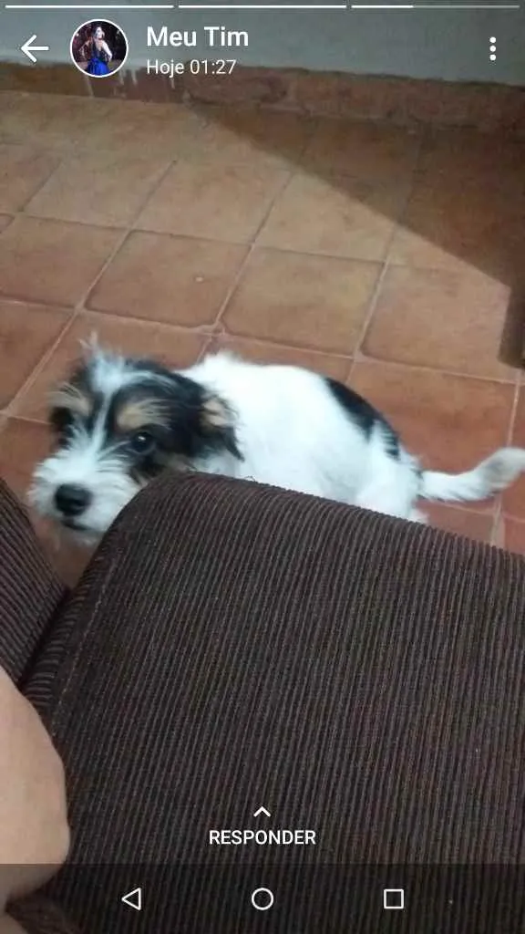 Cachorro ra a Vira lata idade 1 ano nome Peteleco