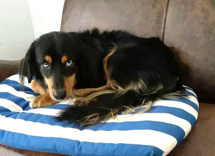 Cachorro ra a  idade 5 anos nome Lilica 