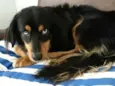 Lilica 