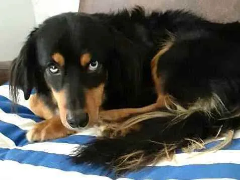 Cachorro ra a  idade 5 anos nome Lilica 
