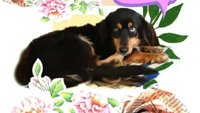 Cachorro ra a  idade 5 anos nome Lilica 