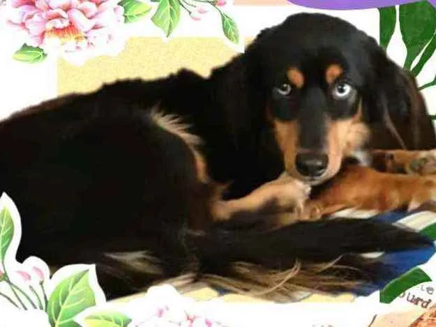 Cachorro ra a  idade 5 anos nome Lilica 