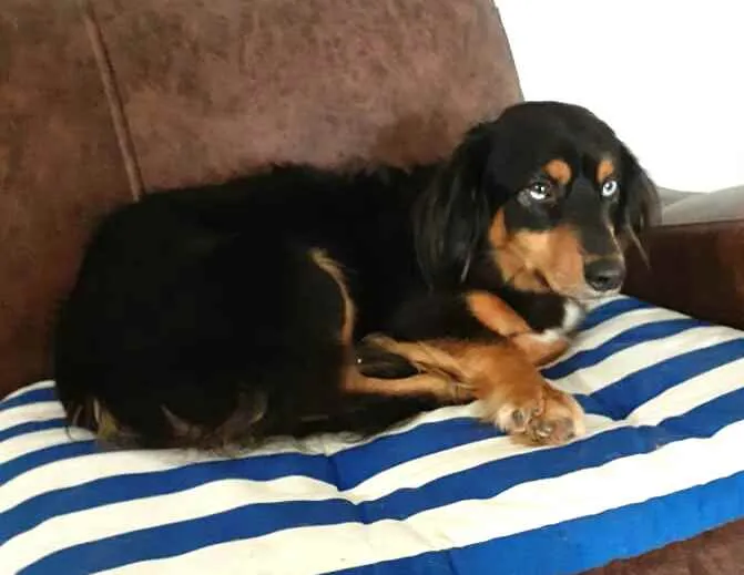 Cachorro ra a  idade 5 anos nome Lilica 