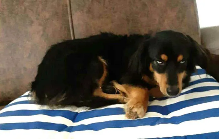 Cachorro ra a  idade 5 anos nome Lilica 