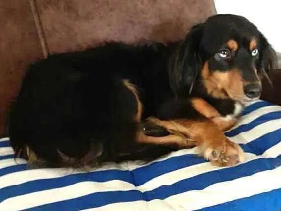 Cachorro ra a  idade 5 anos nome Lilica 