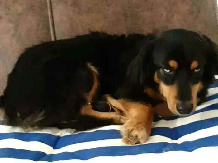 Cachorro ra a  idade 5 anos nome Lilica 