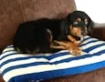 Lilica 