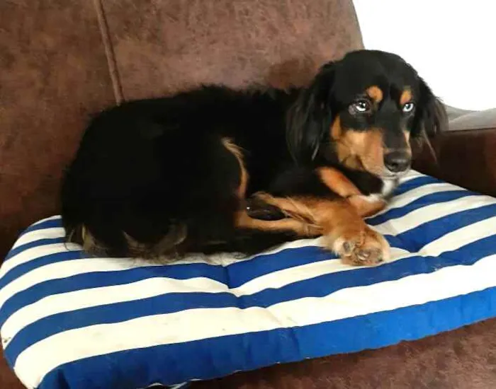 Cachorro ra a  idade 5 anos nome Lilica 
