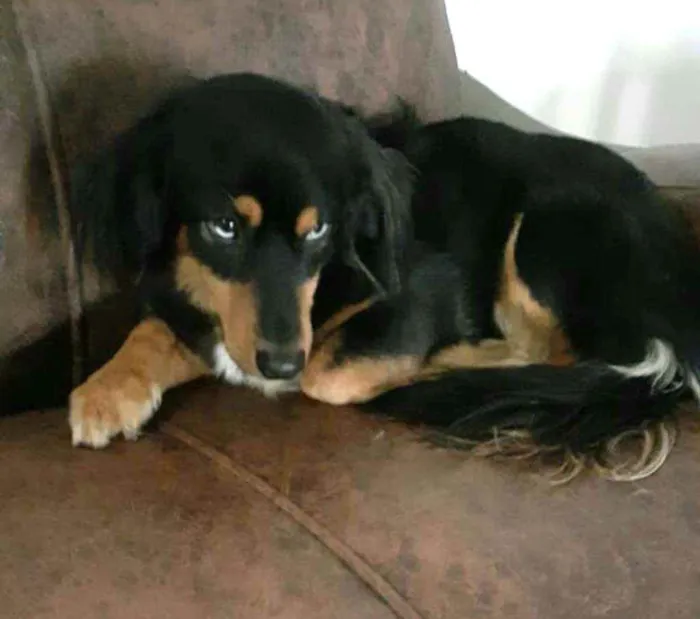 Cachorro ra a  idade 5 anos nome Lilica 