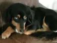 Lilica 