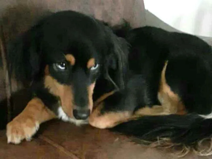 Cachorro ra a  idade 5 anos nome Lilica 