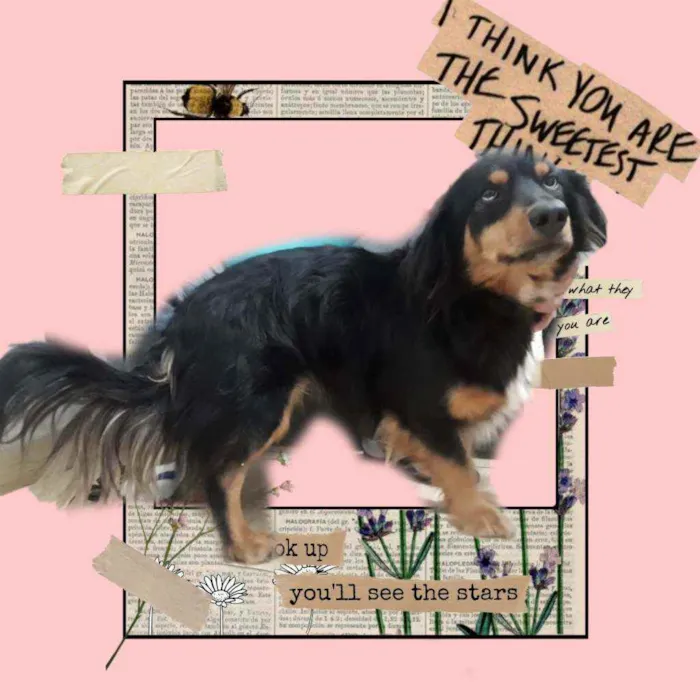Cachorro ra a  idade 5 anos nome Lilica 