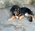 Lilica 