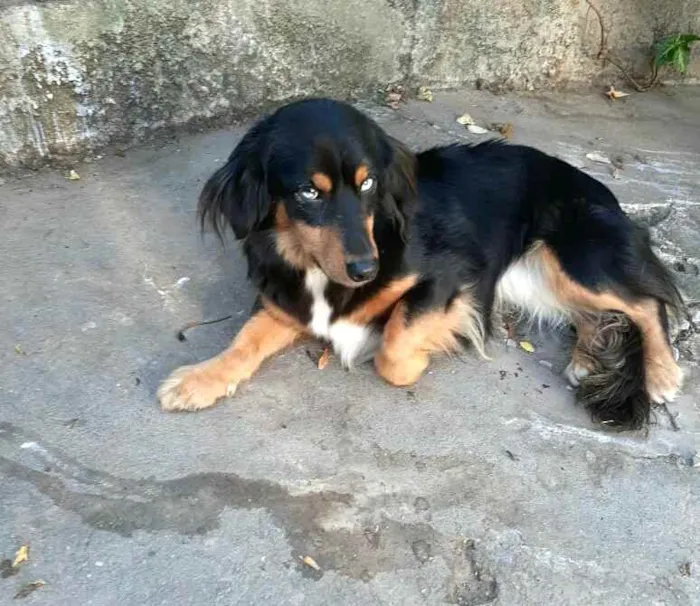 Cachorro ra a  idade 5 anos nome Lilica 