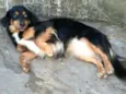 Lilica 