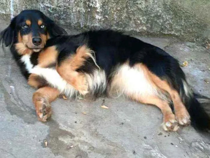 Cachorro ra a  idade 5 anos nome Lilica 