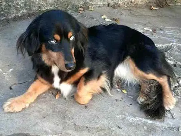 Cachorro ra a  idade 5 anos nome Lilica 
