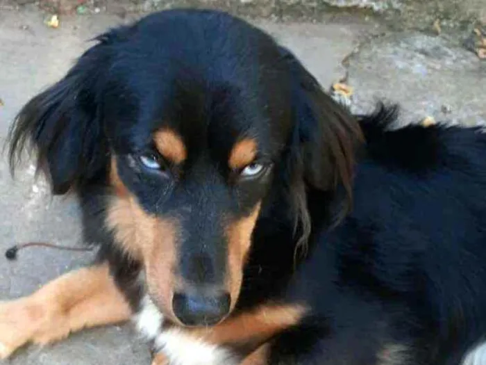 Cachorro ra a  idade 5 anos nome Lilica 