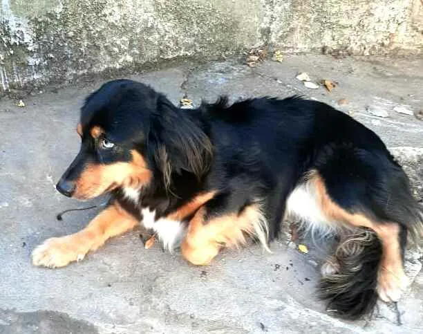 Cachorro ra a  idade 5 anos nome Lilica 