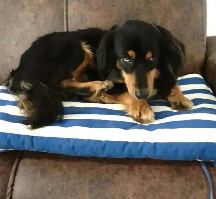 Cachorro ra a  idade 5 anos nome Lilica 