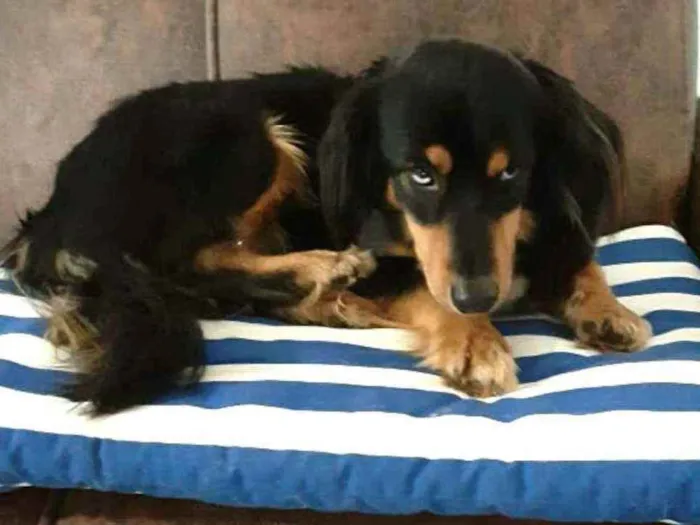 Cachorro ra a  idade 5 anos nome Lilica 