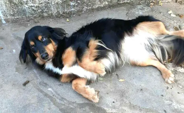Cachorro ra a  idade 5 anos nome Lilica 