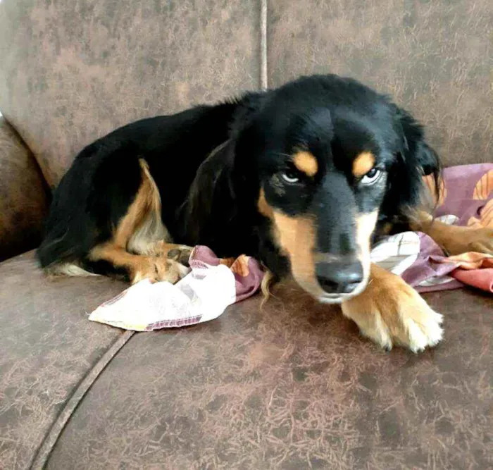 Cachorro ra a  idade 5 anos nome Lilica 
