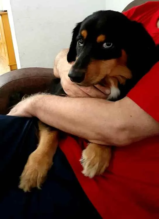 Cachorro ra a  idade 5 anos nome Lilica 