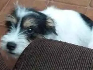 Cachorro ra a Vira lata idade 1 ano nome Peteleco