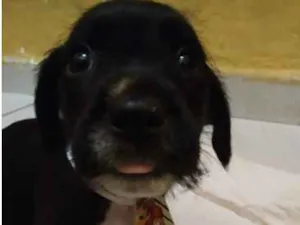 Cachorro raça SRD idade Abaixo de 2 meses nome Filhoes2