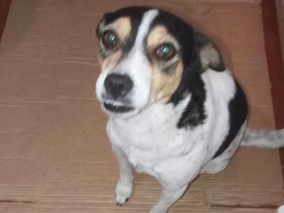 Cachorro ra a SRD idade 7 a 11 meses nome Nina 