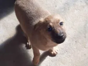 Cachorro raça srd idade  nome Lolla