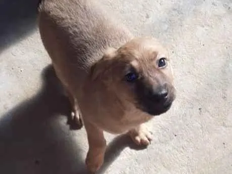 Cachorro ra a srd idade  nome Lolla