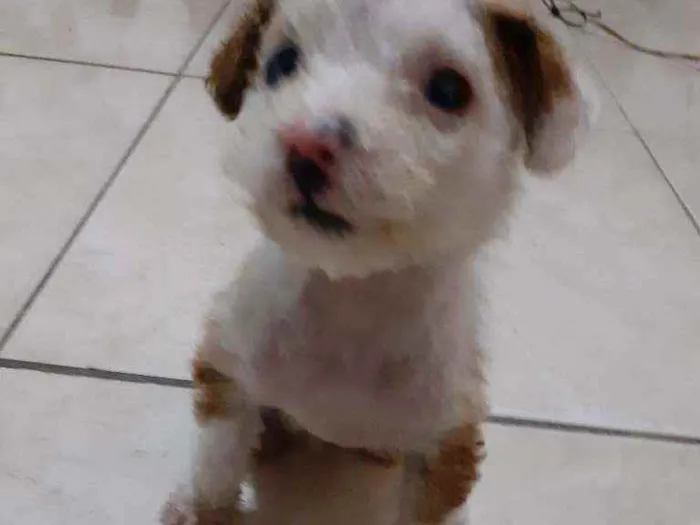 Cachorro ra a Maltês/puldo  idade Abaixo de 2 meses nome ....
