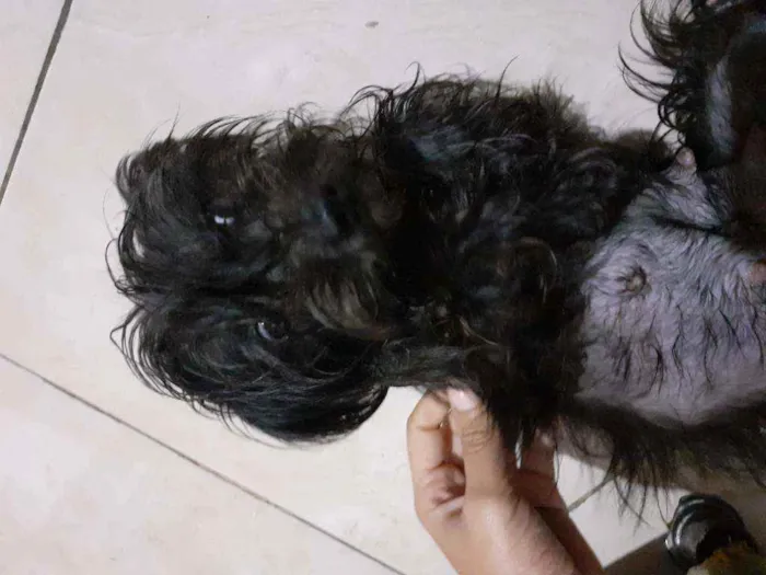 Cachorro ra a Maltês idade 1 ano nome ...