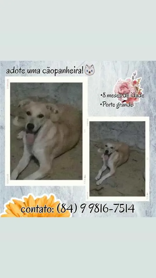 Cachorro ra a Vira-lata  idade 7 a 11 meses nome MEL