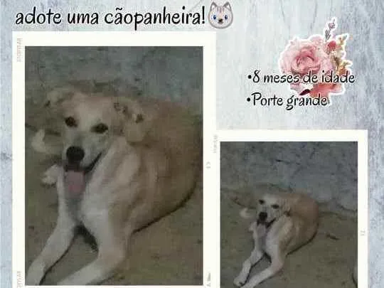 Cachorro ra a Vira-lata  idade 7 a 11 meses nome MEL