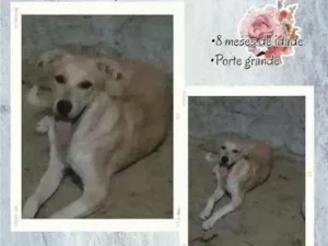 Cachorro raça Vira-lata  idade 7 a 11 meses nome MEL