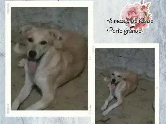 Cachorro ra a Vira-lata  idade 7 a 11 meses nome MEL