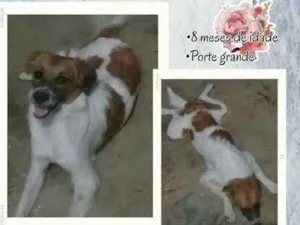 Cachorro raça Vira-lata peluda idade 7 a 11 meses nome Bhea