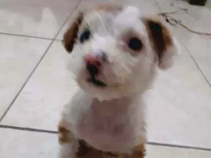 Cachorro raça Maltês/puldo  idade Abaixo de 2 meses nome ....