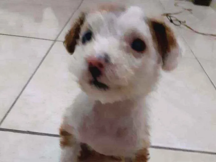 Cachorro ra a Maltês/puldo  idade Abaixo de 2 meses nome ....