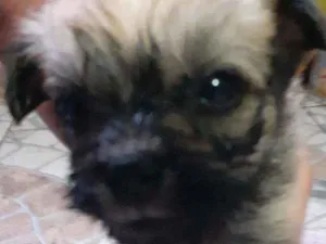 Cachorro raça Maltês/puldo  idade Abaixo de 2 meses nome ...