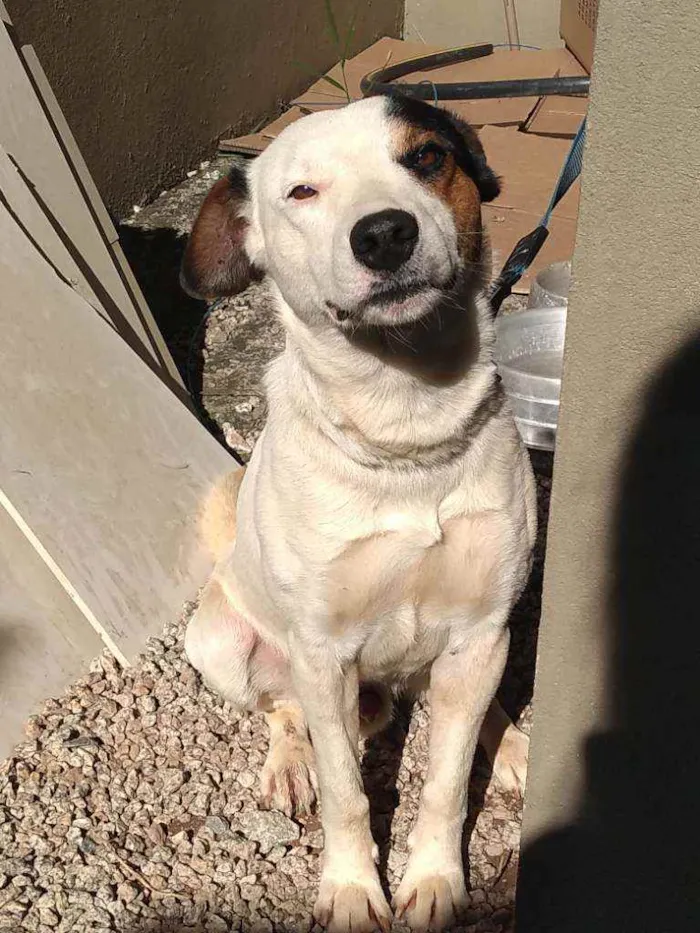 Cachorro ra a  idade 2 anos nome Perdido