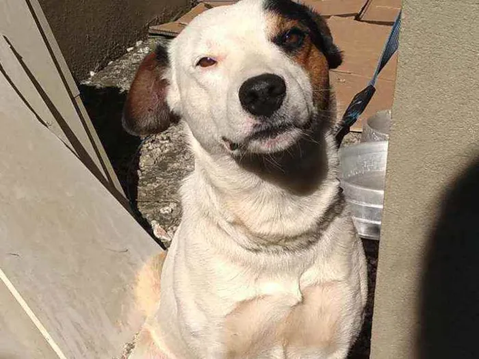 Cachorro ra a  idade 2 anos nome Perdido