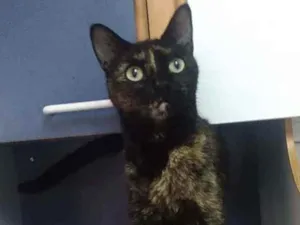 Gato raça Srd idade 1 ano nome Adele
