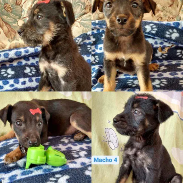 Cachorro raça SRD idade 2 a 6 meses nome Filhotes Felipe